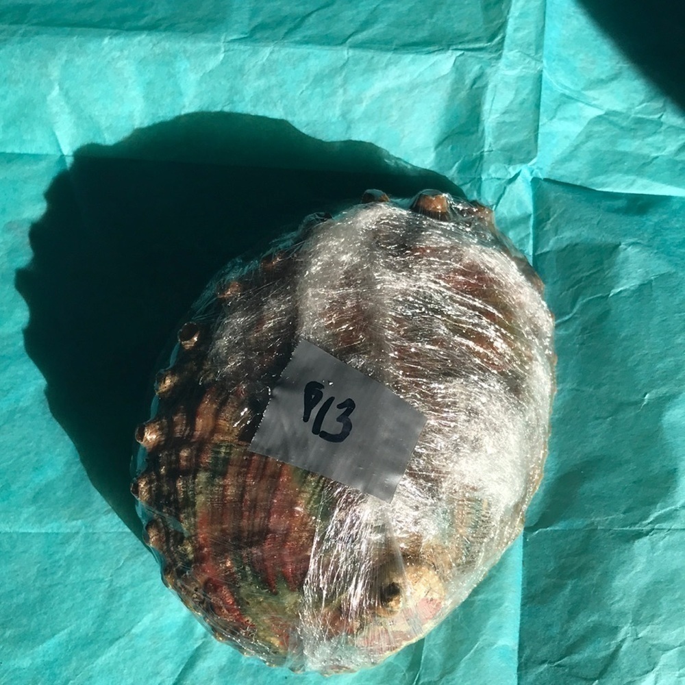 Abalone shell for smudging or as an accent! - Picture 2 of 4